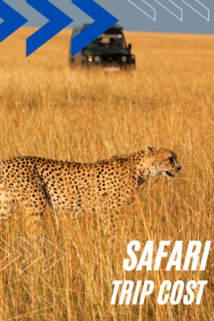 How much does it really cost to plan a safari in South Africa? Here's how much money you should save for your ultimate African safari! #southafrica #Africa #safari #travelbudget #travel